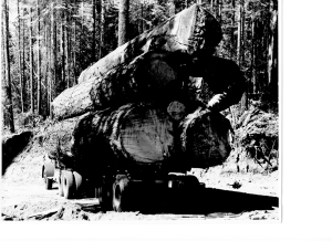 Huge Load of Logs small