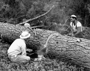 Bucking a log small